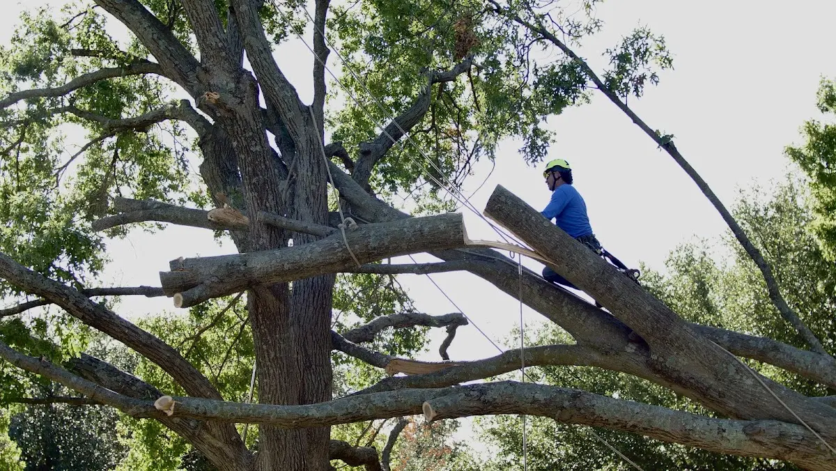 Professional Crown Thinning performed by certified arborists in Hammon