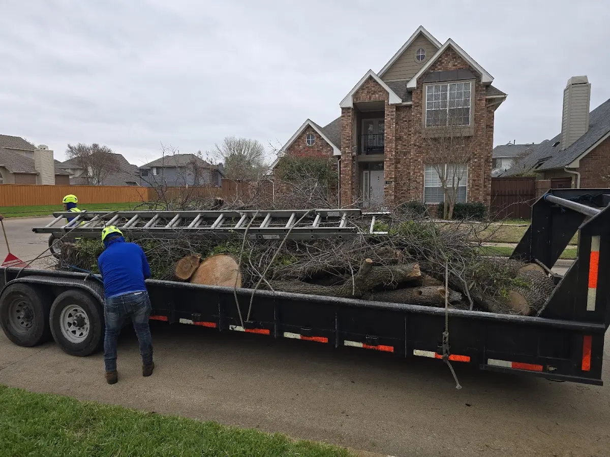 Expert Tree Pest Control with proper safety equipment in Hammon